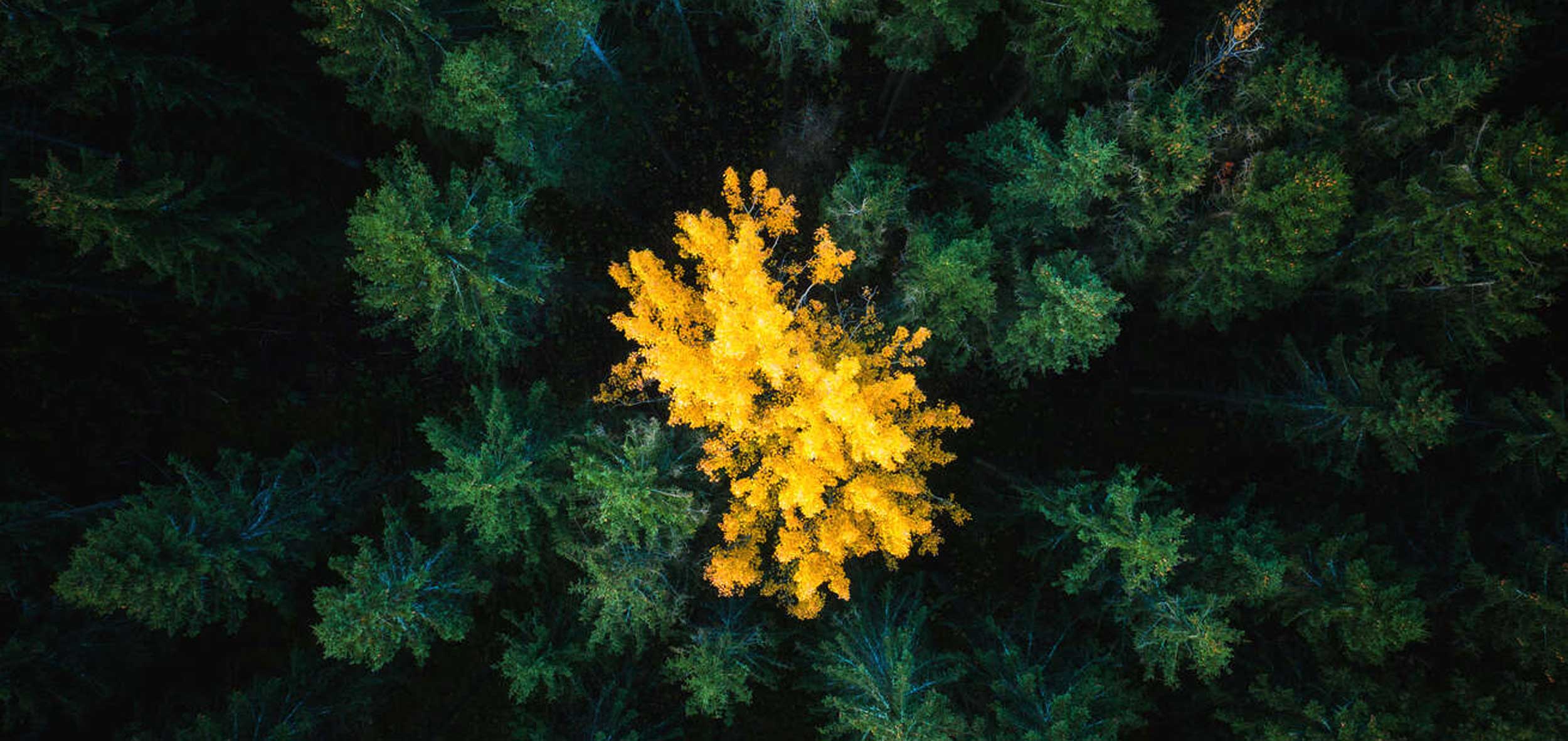 Rozmanitosť a inklúzia