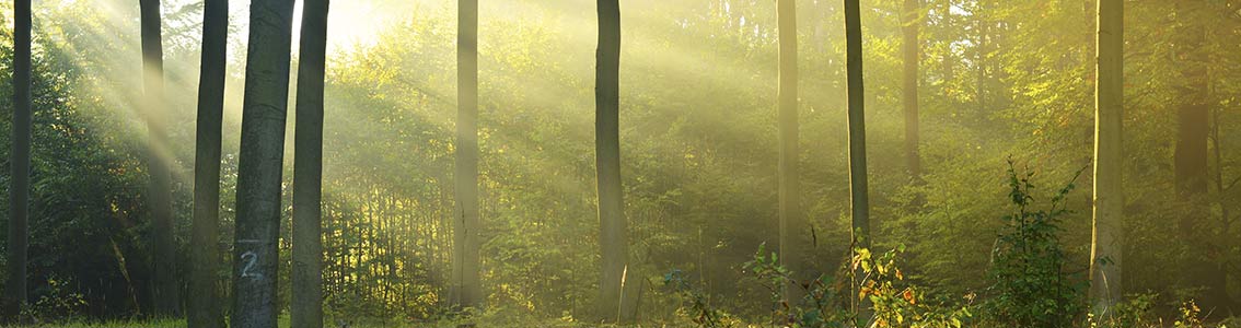 Trees in the forrest