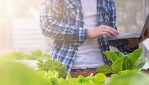 Farmer are checking the quality of organic vegetables