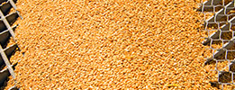 GLOBALG.A.P. Compound Feed Manufacturing
