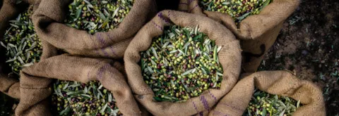 harvested fresh olives in sacks